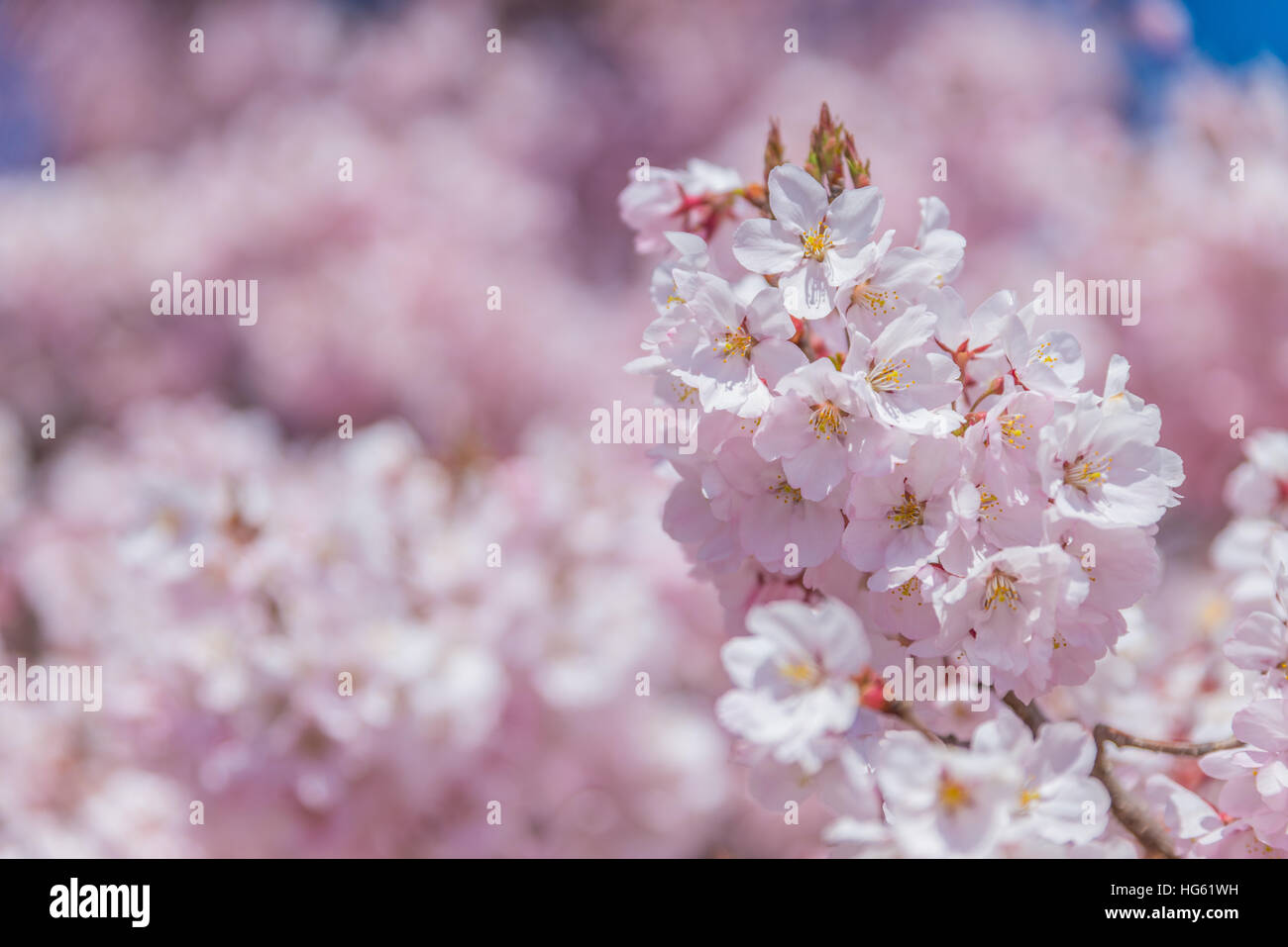 Pink Cherry blossoms in full bloom against blue sky,Japan Stock Photo ...