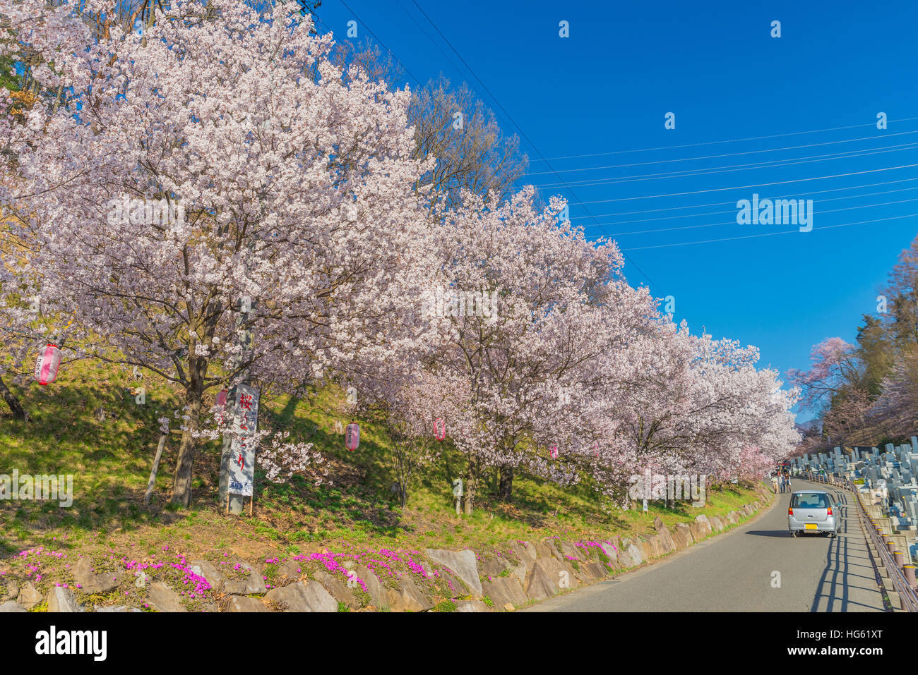 Pink Cherry blossoms in full bloom against blue sky,Japan Stock Photo ...