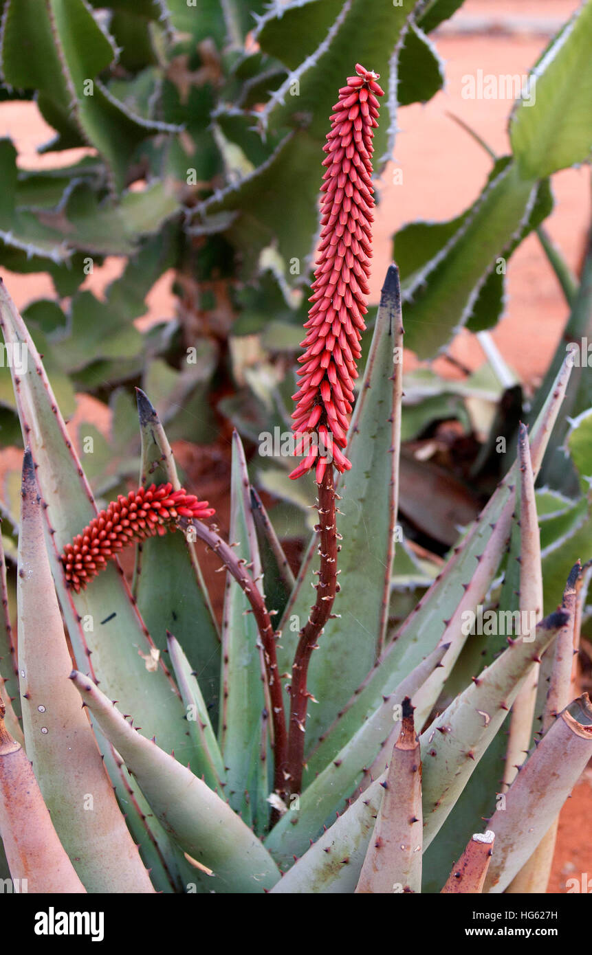 Red Agave High Resolution Stock Photography And Images Alamy
