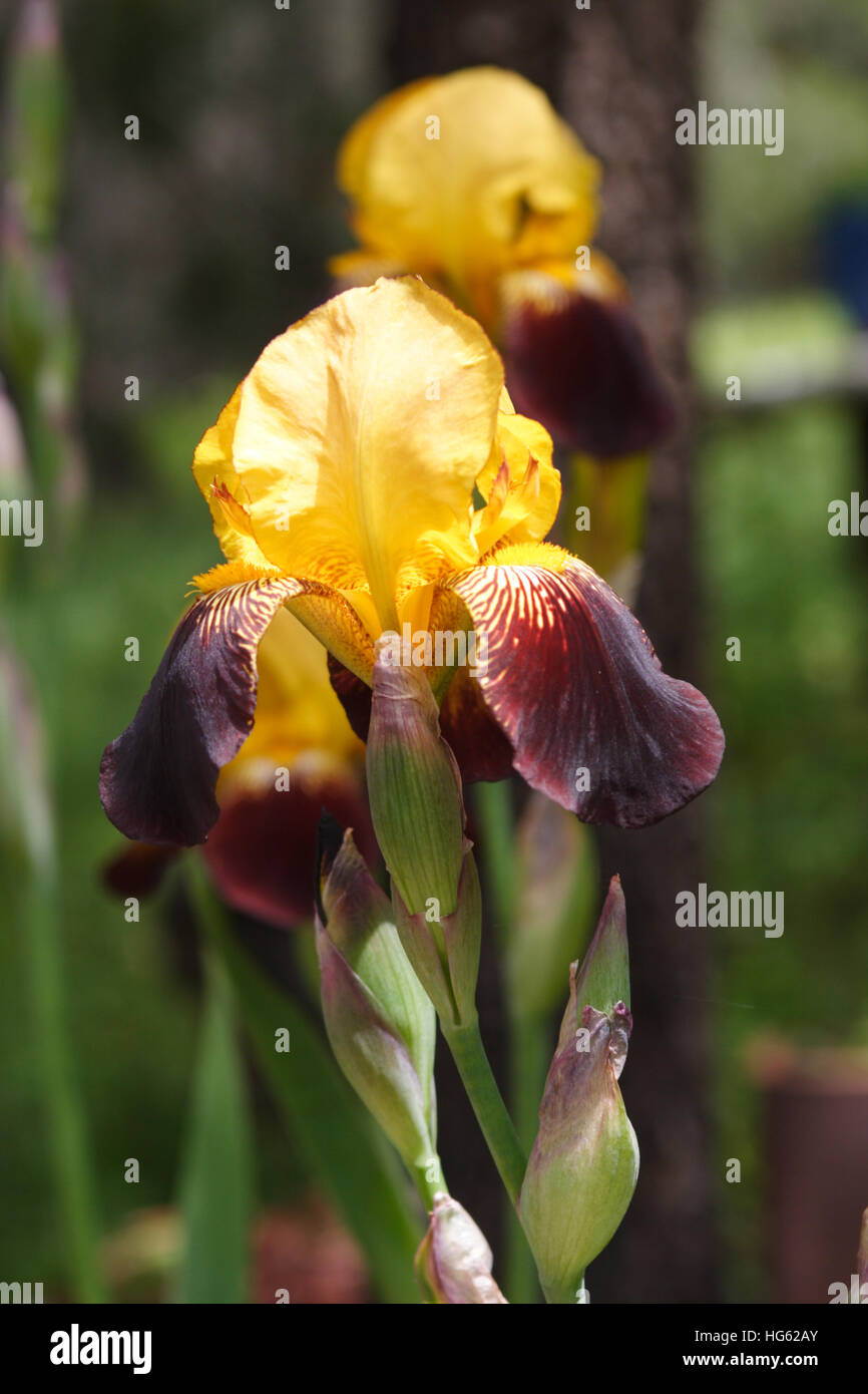 Yellow and Maroon Iris Stock Photo - Alamy