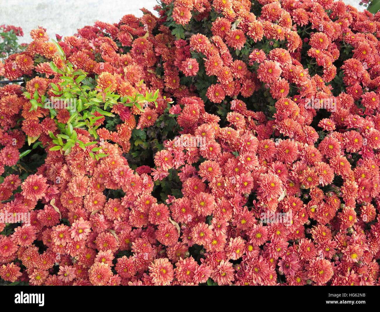 Pink Dahlias in flowerbed in Spanish Village Stock Photo