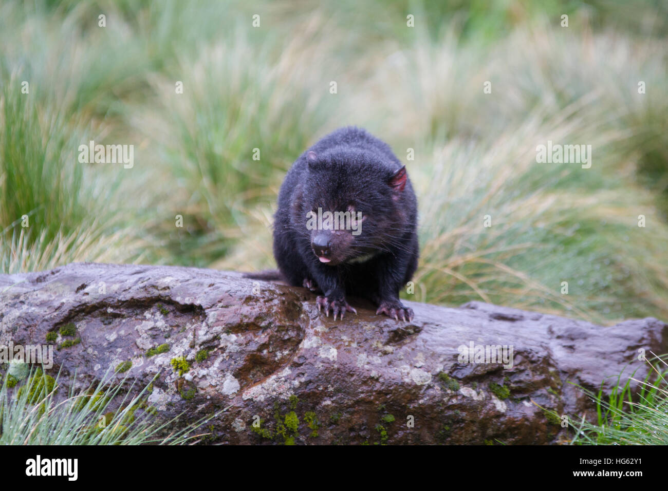 Captive Tasmanian Devil (Sarcophilus harrisii) Stock Photo