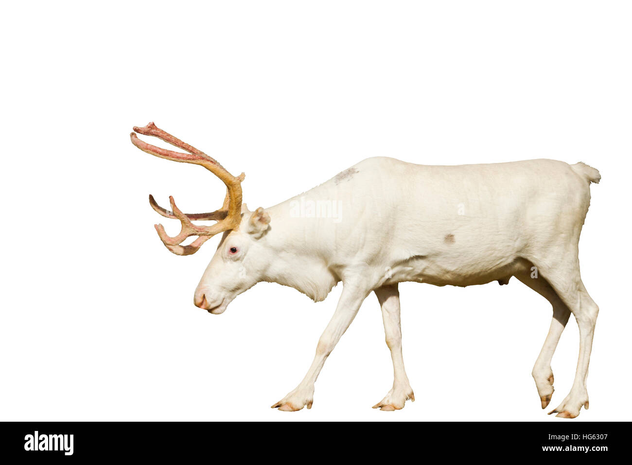 Wild animal christmas pictures