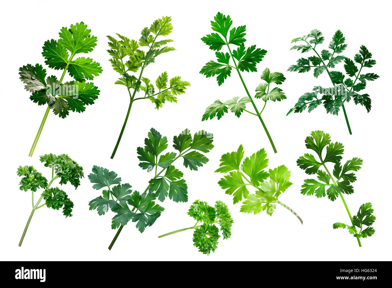 Apiaceae (Umbeliferae) family herbs: parsley, cilantro, chervil.  Clipping path for each object Stock Photo