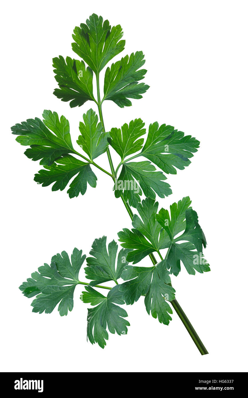Fresh flat-leaved parsley (Petroselinum crispum). Clipping path, enhanced color Stock Photo