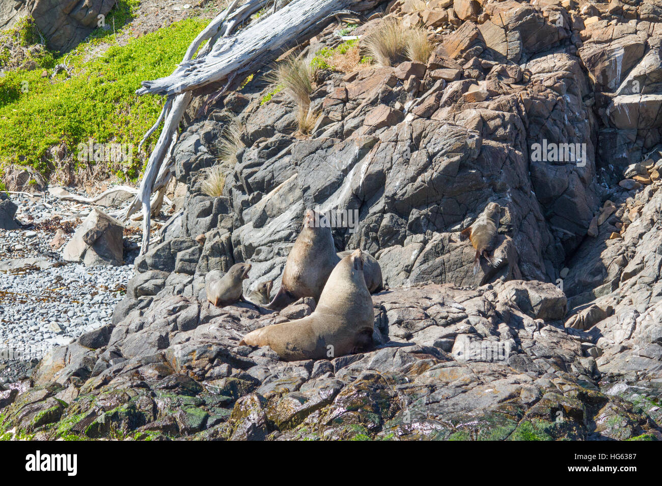 Brown Fur Seal (Arctocephalus pusillus), also known as the Cape Fur Seal, South African Fur Seal and the Australian Fur Seal resting on rocks Stock Photo