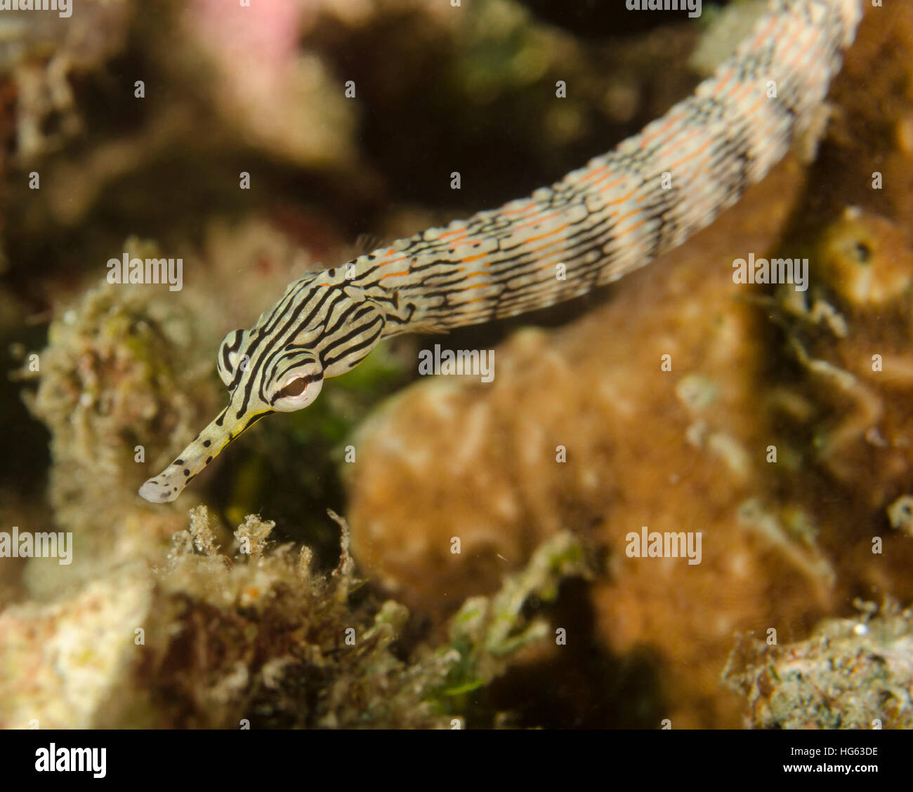 A scribbled pipefish in Indonesia. Stock Photo