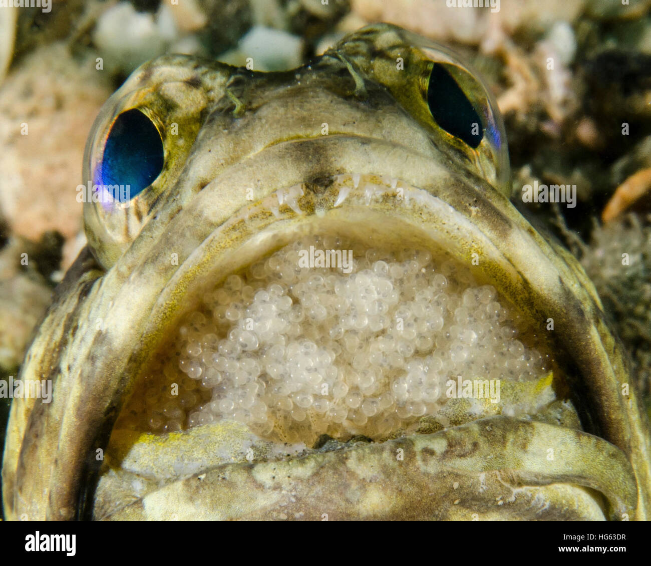 A jawfish aerating eggs in its mouth in West Palm Beach, Florida Stock