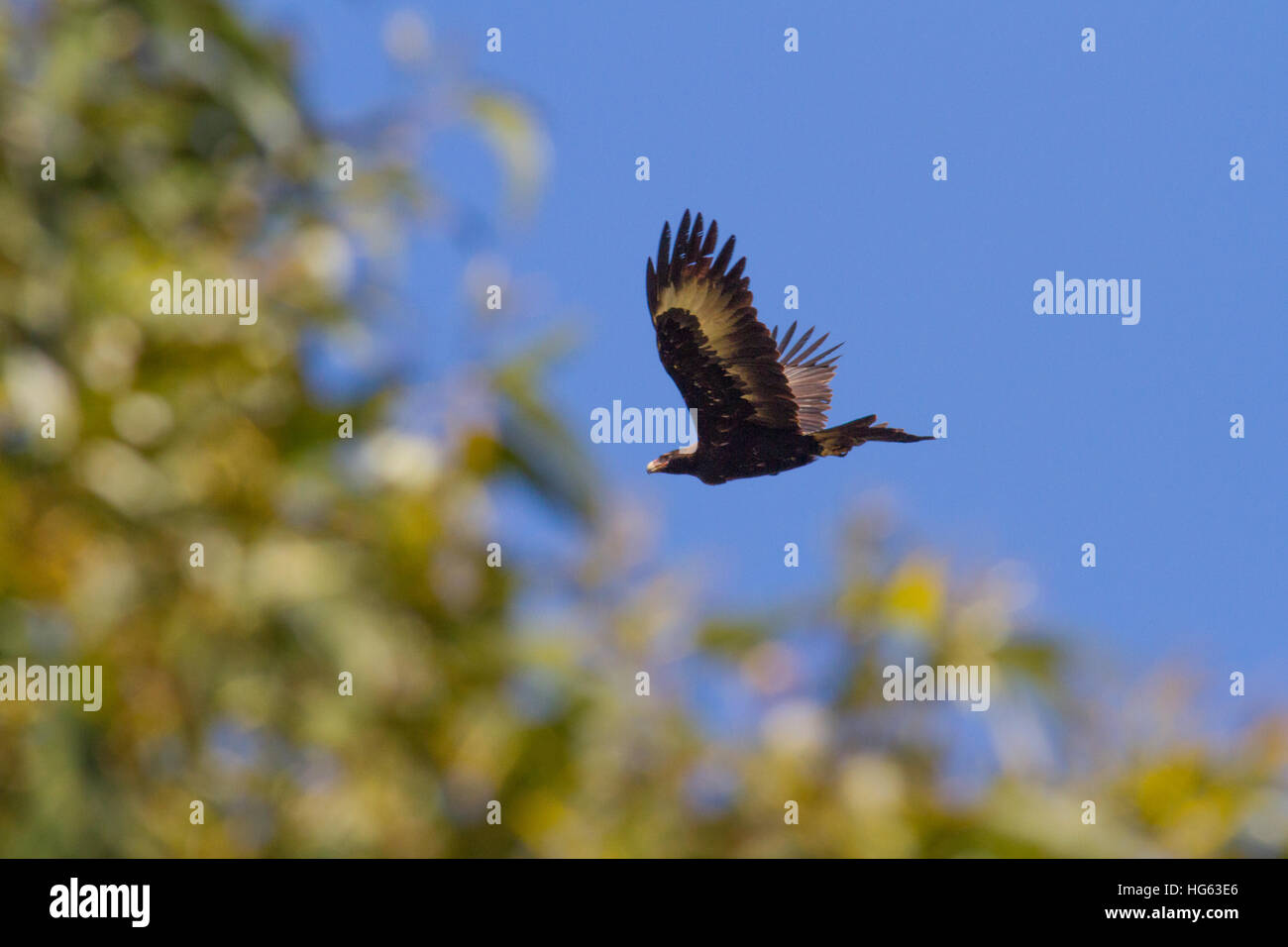 Wedge-tailed Eagle or Bunjil (Aquila audax), also sometimes known as the Eaglehawk in flight Stock Photo