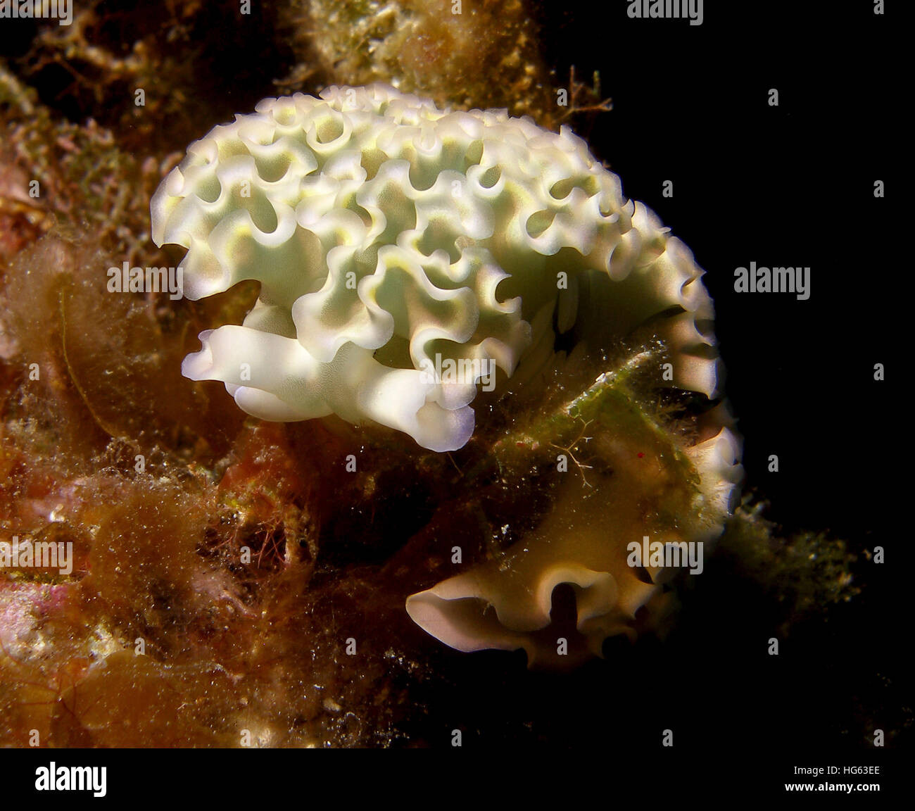 A lettuce sea slug in Little Cayman, Cayman Islands Stock Photo Alamy
