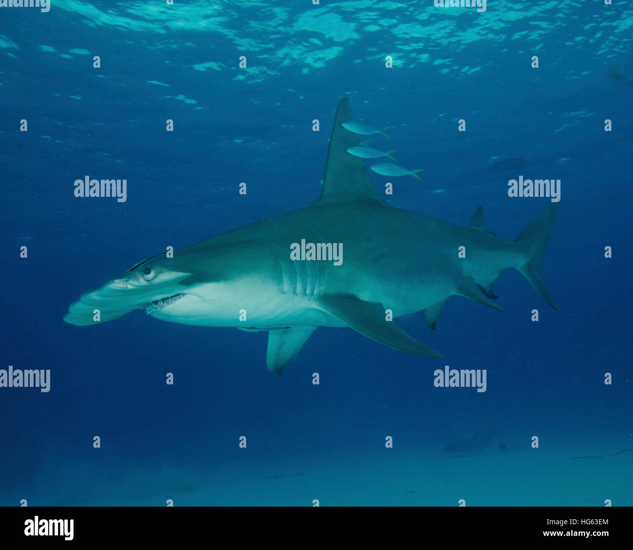 A great hammerhead shark at Bimini in the Bahamas Stock Photo Alamy