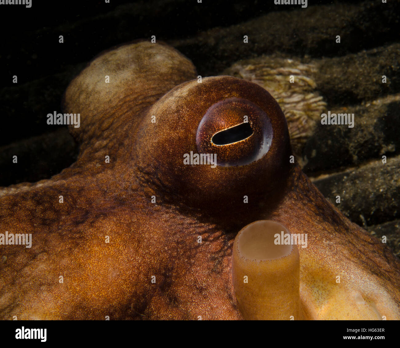 Eye of a common octopus hires stock photography and images Alamy