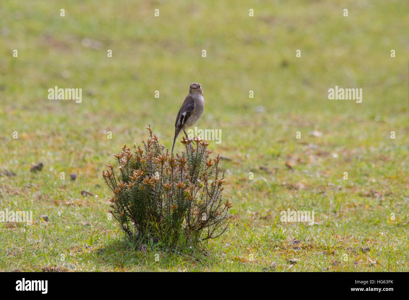 Dusky robin (Melanodryas vittata) perched on a bush Stock Photo Alamy