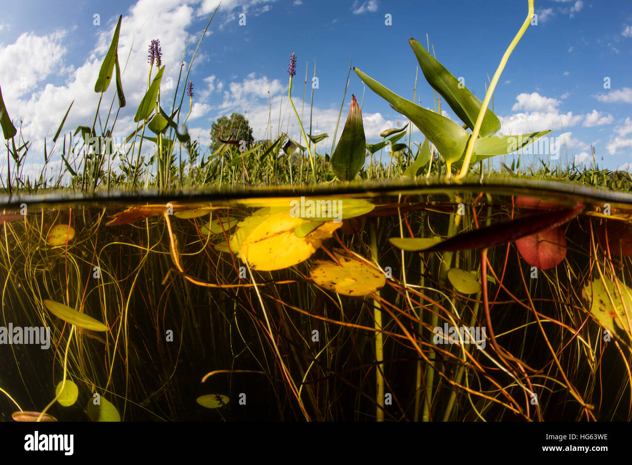 Lily pads grow along the shallow edge of a freshwater lake in New