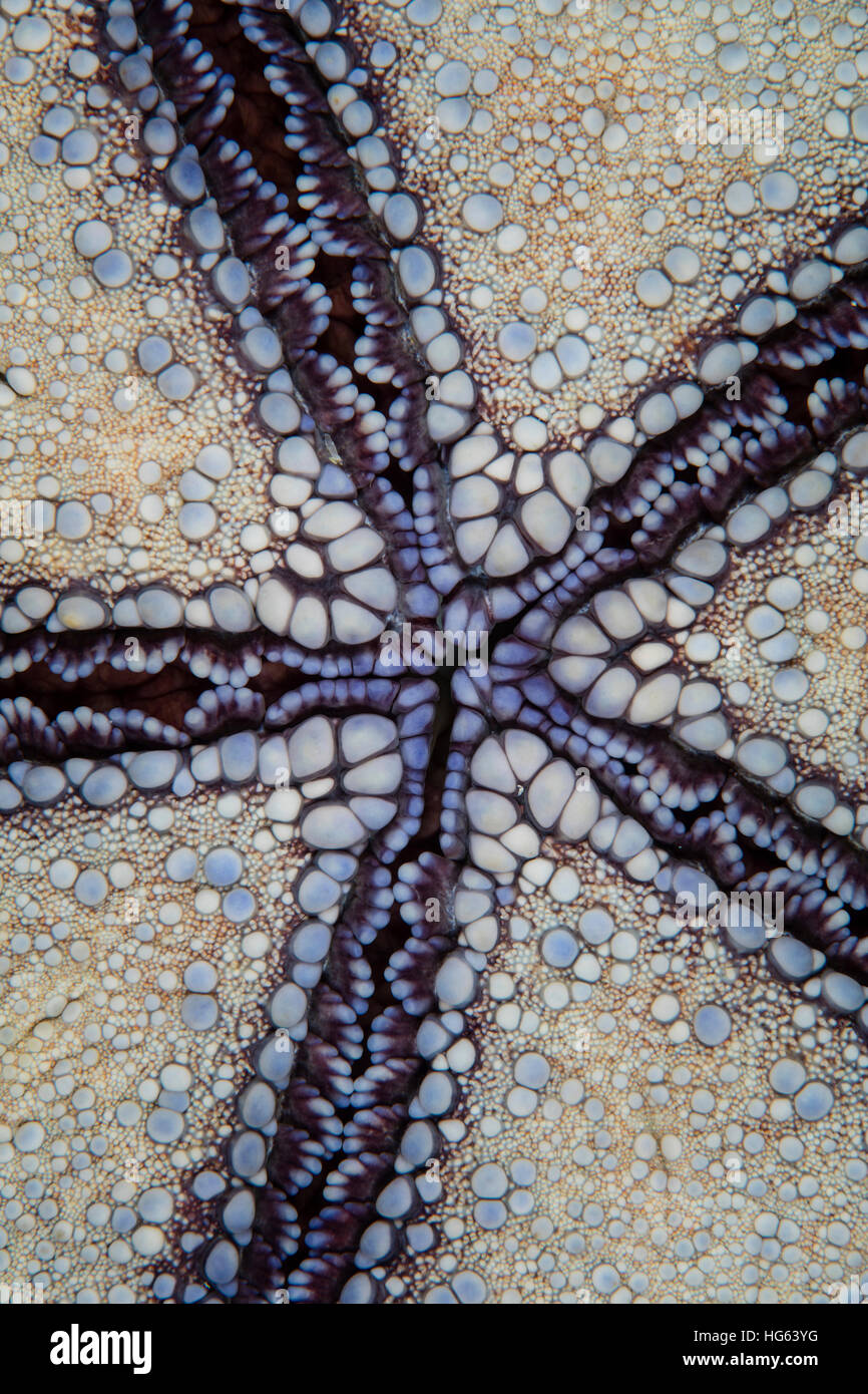 Detail of a pin cushion sea star in Wakatobi National Park, Indonesia. Stock Photo