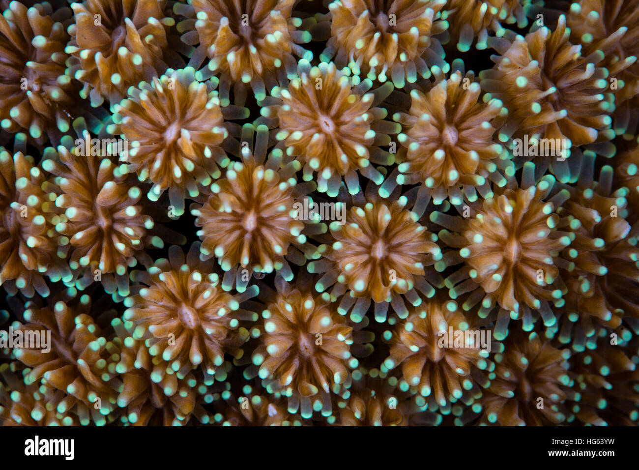 Detail of a stony coral growing in Wakatobi National Park, Indonesia. Stock Photo