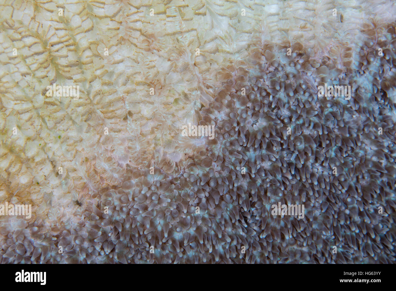 A colony of coral slowly dies in Wakatobi National Park, Indonesia. Stock Photo