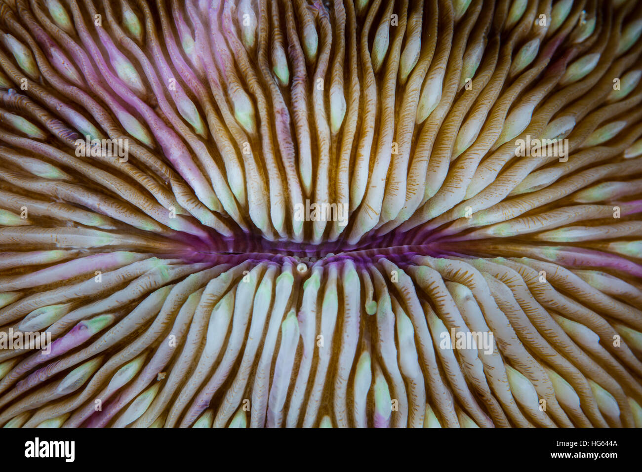 Detail of a mushroom coral (Fungia sp.) growing on a reef in Indonesia. Stock Photo