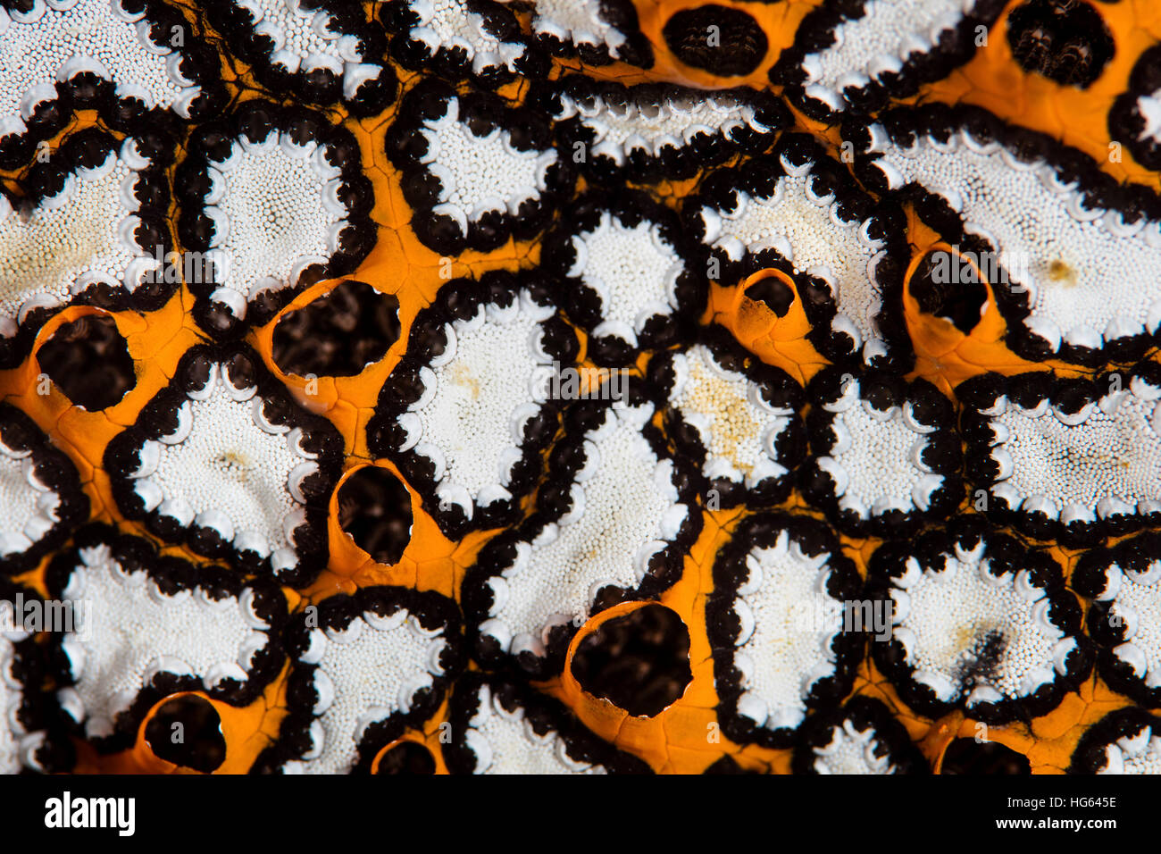 Detail of a colonial tunicate growing on a reef in Raja Ampat, Indonesia. Stock Photo