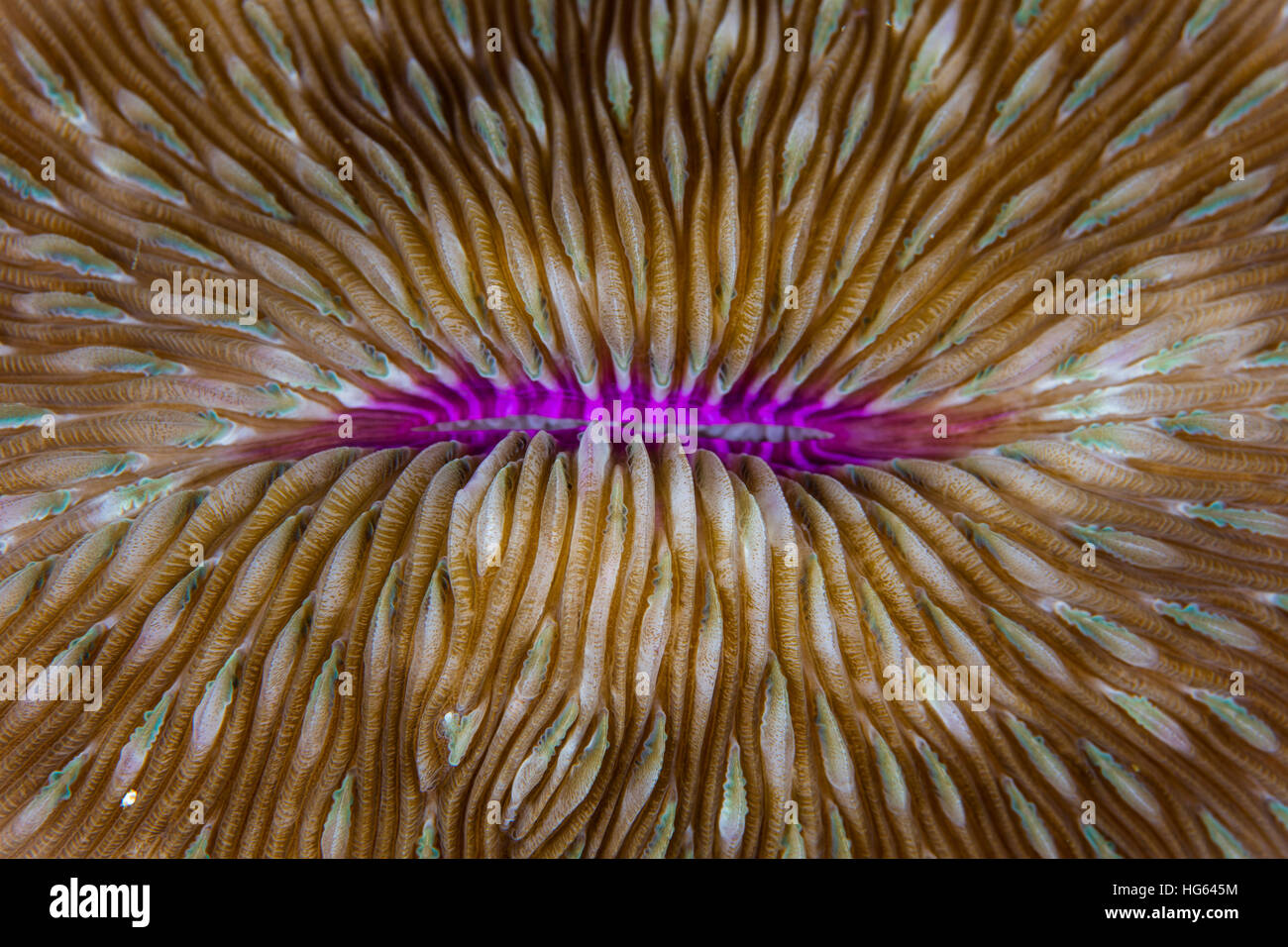 Detail of a mushroom coral (Fungia sp.) growing on a reef in Indonesia. Stock Photo