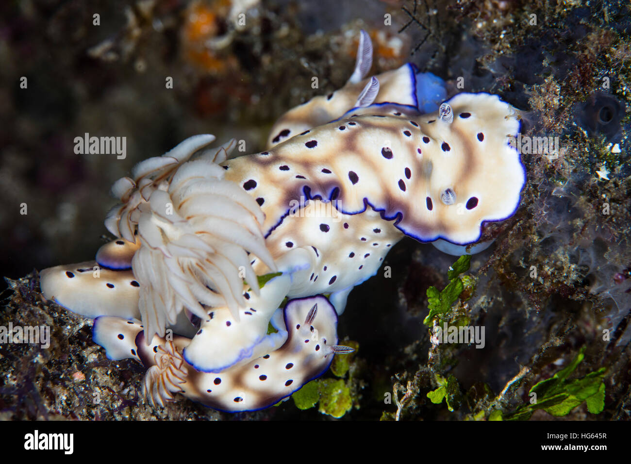 Several Risbecia tryoni nudibranch crawl on one another, Raja Ampat, Indonesia. Stock Photo