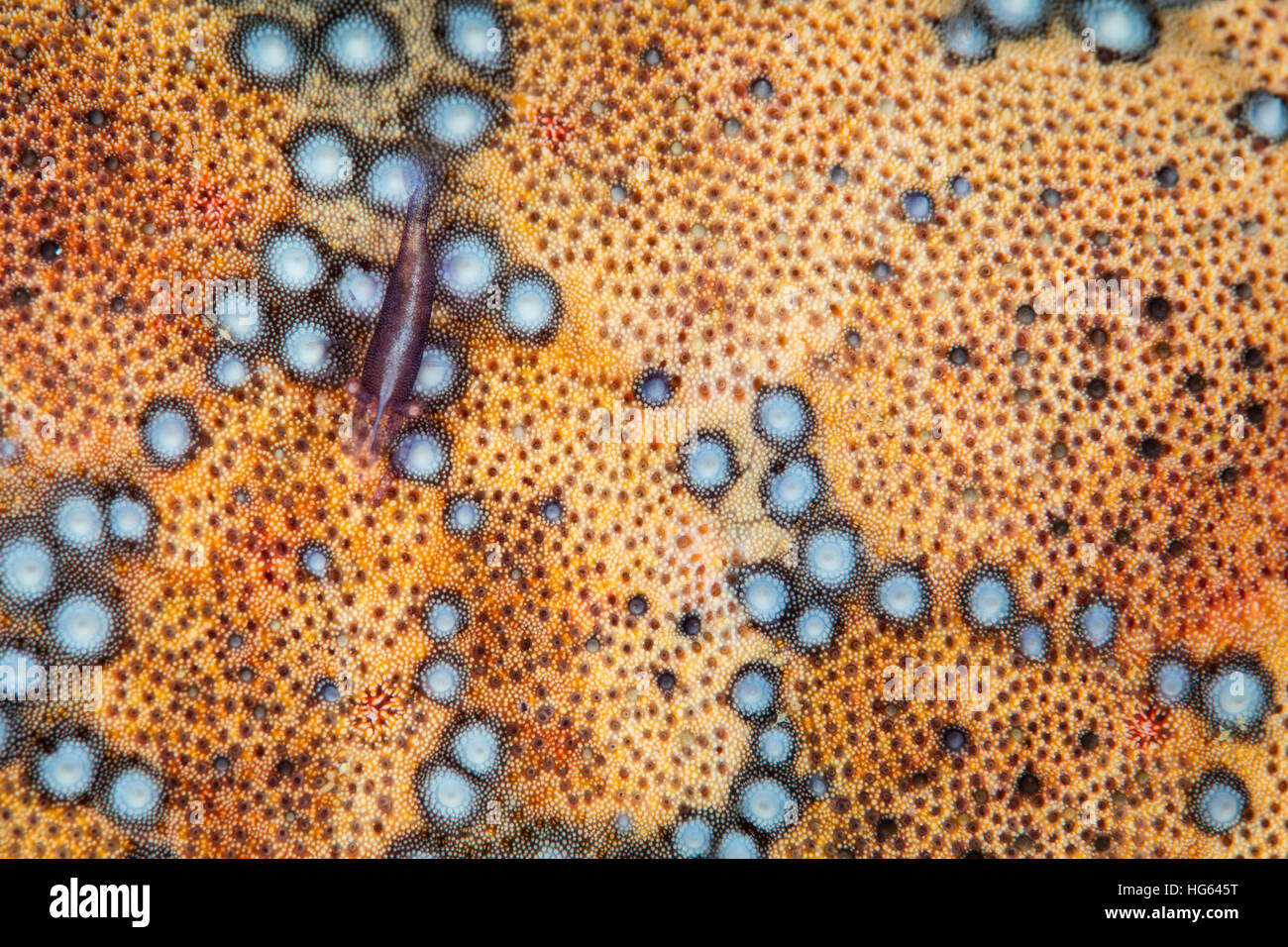 A tiny shrimp (Periclimenes soror) lives on a pin-cushion starfish, Raja Ampat, Indonesia. Stock Photo