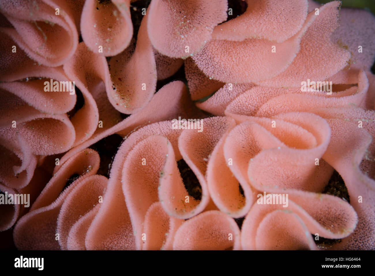 Detail of an egg coil left by a Spanish Dancer nudibranch on a reef in Raja Ampat, Indonesia. Stock Photo