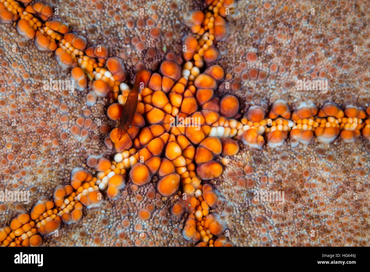 A tiny shrimp (Periclimenes soror) lives on a pin-cushion starfish, Raja Ampat, Indonesia. Stock Photo