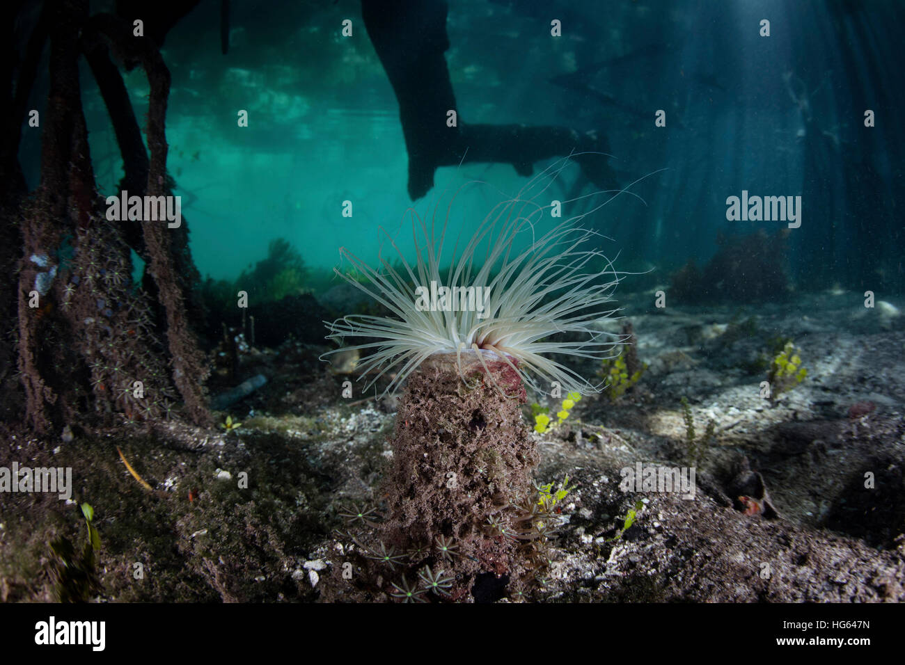 A tube anemone grows in a blue water mangrove forest in Raja Ampat, Indonesia. Stock Photo