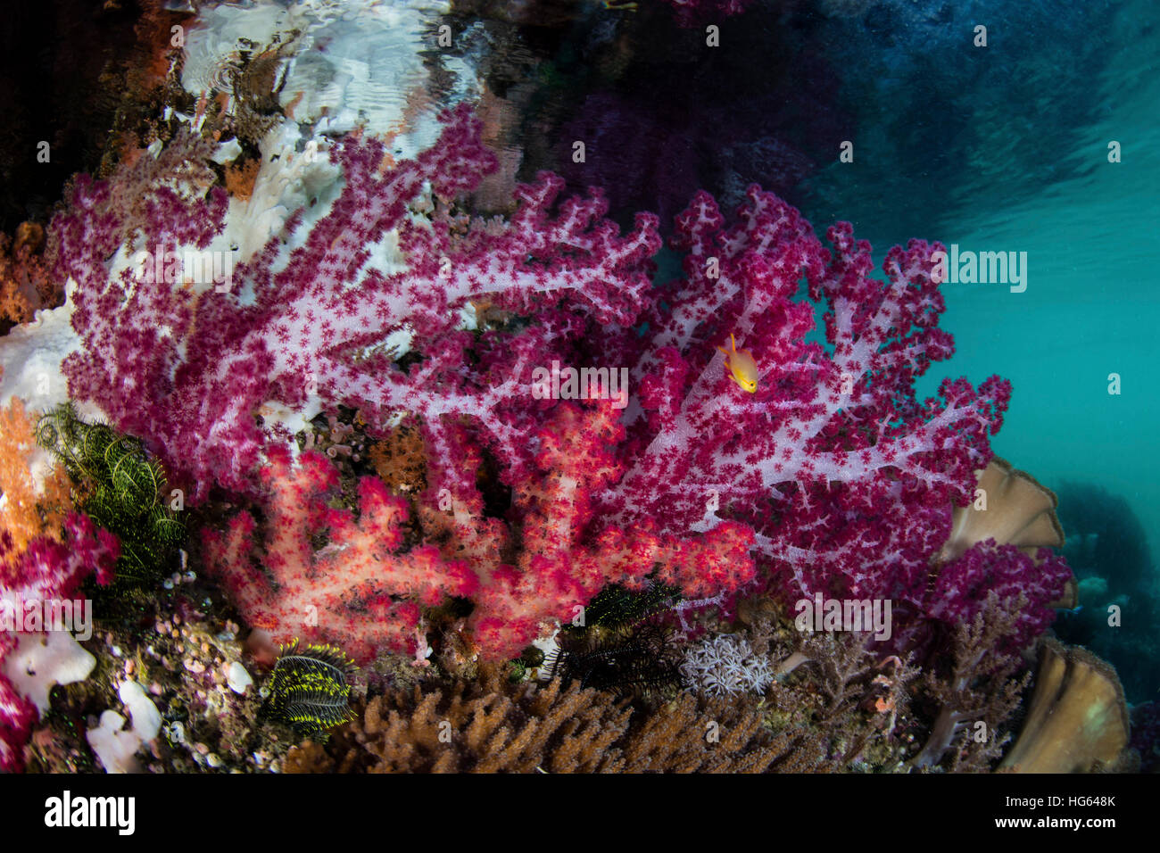 Vibrant soft corals grow along the edge of an island in Raja Ampat, Indonesia. Stock Photo