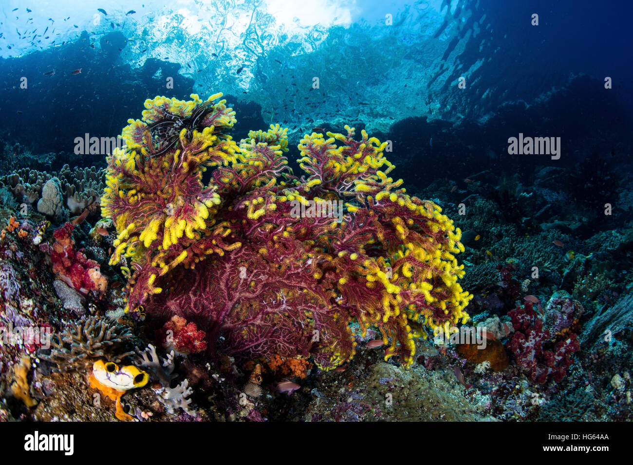 A beautiful gorgonian grows on a reef slope in Raja Ampat, Indonesia. Stock Photo