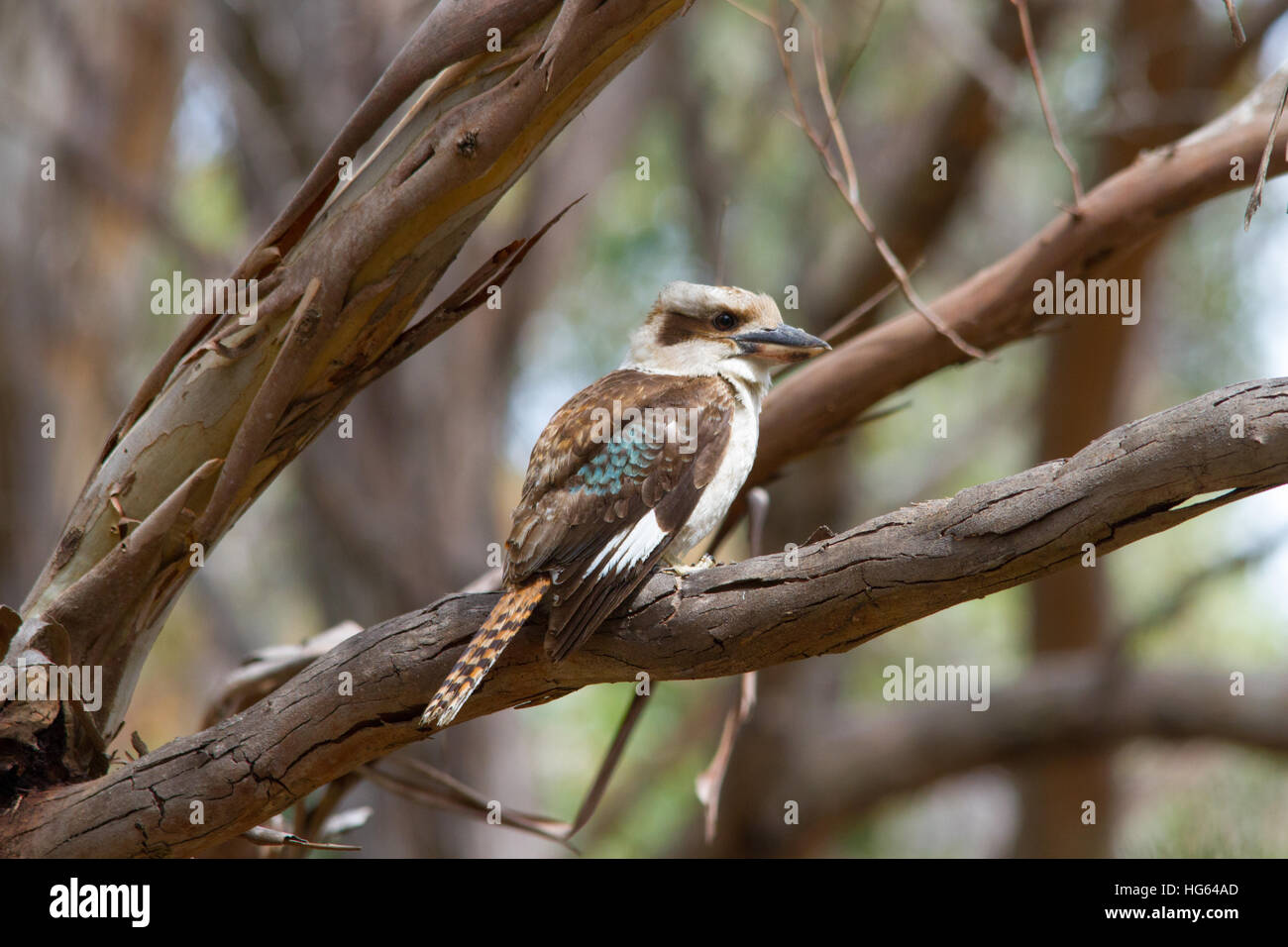 Laughing Kookaburra (Dacelo novaeguineae) perched on a branch Stock Photo