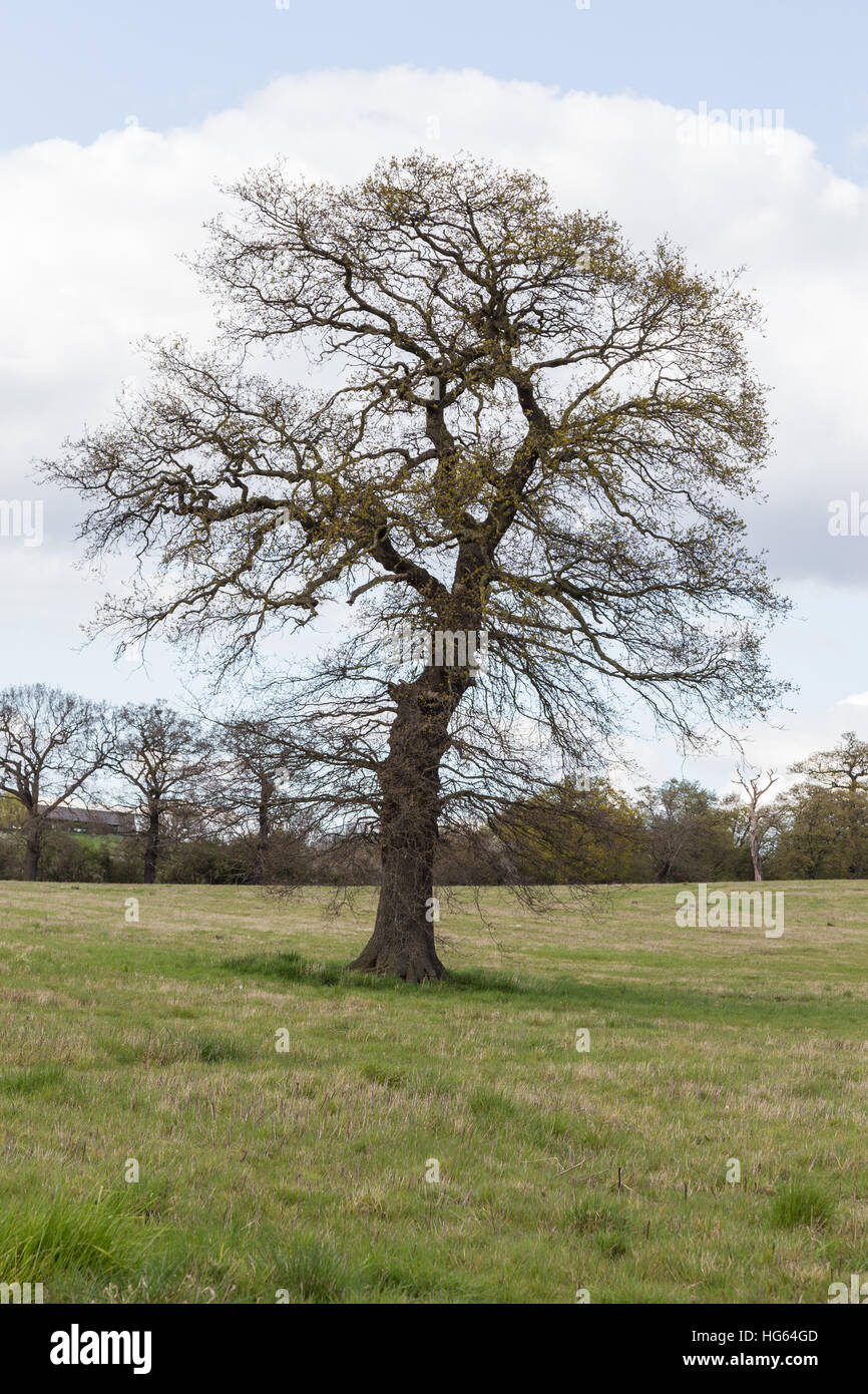 Large single majestic tree in the Essex countryside in Springtime. Stock Photo