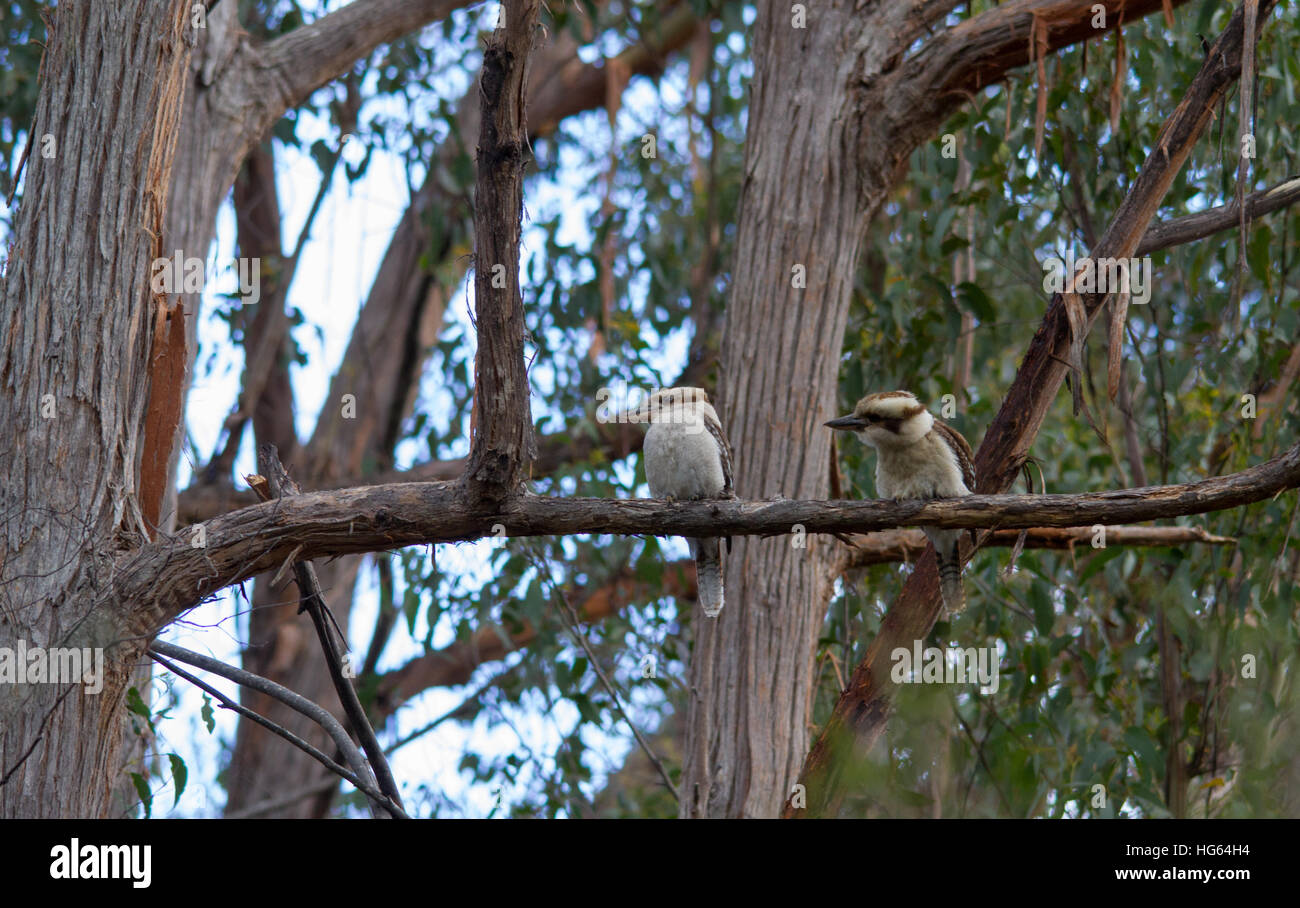 Two Laughing Kookaburras (Dacelo novaeguineae) perched in a tree Stock Photo