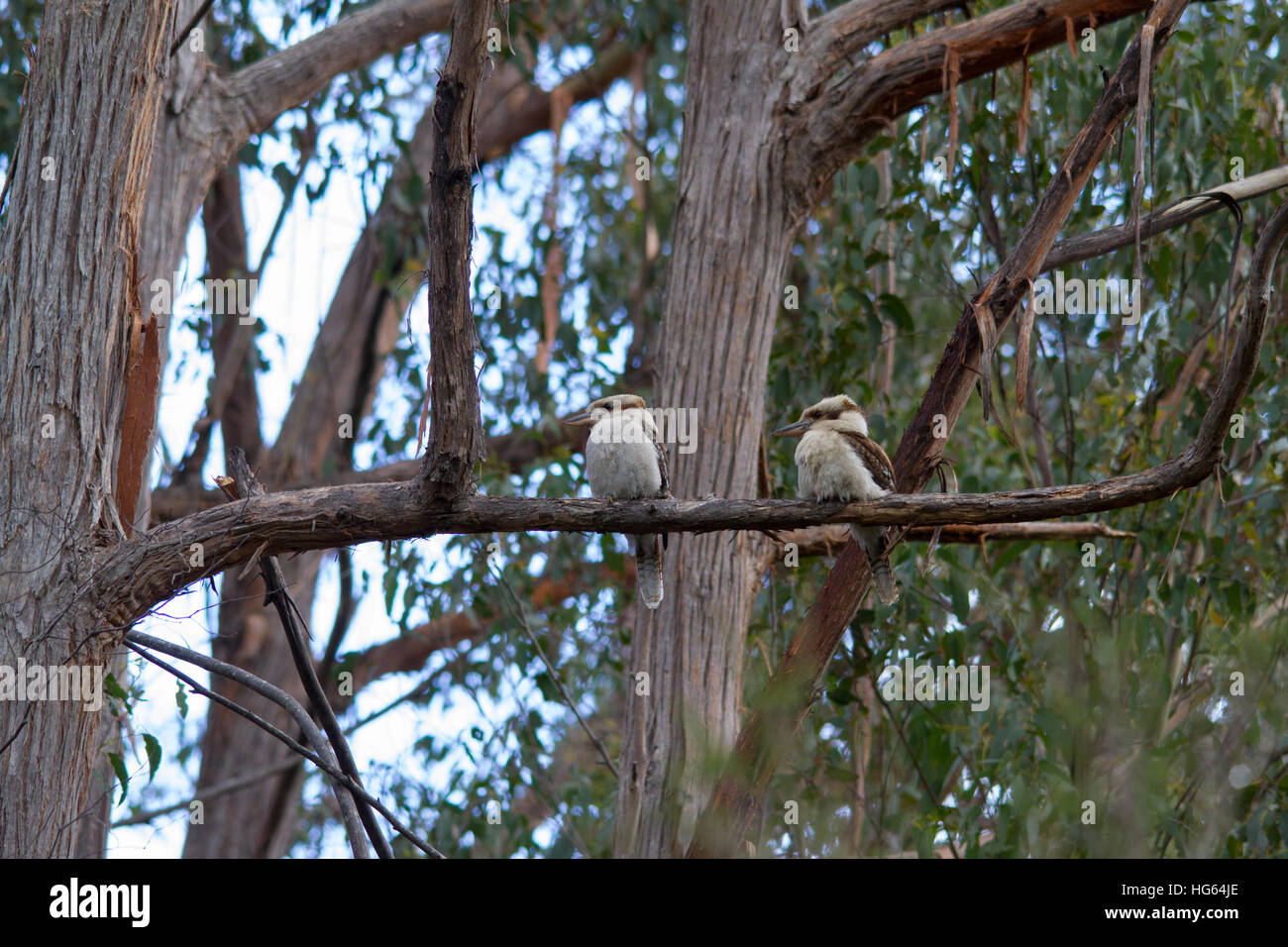 Two Laughing Kookaburras (Dacelo novaeguineae) perched in a tree Stock Photo