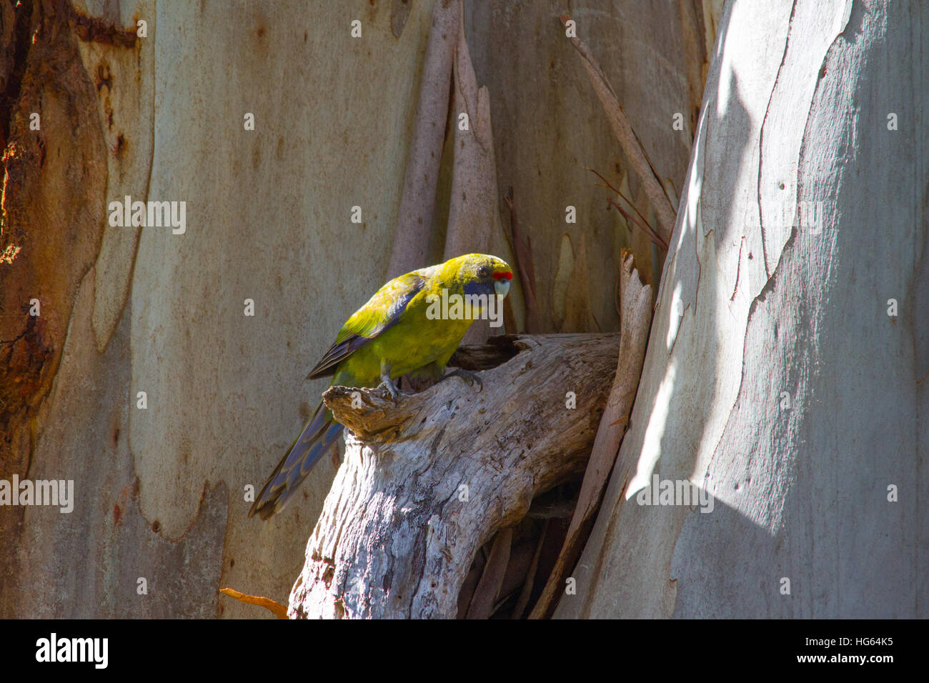 Green Rosella or Tasmanian Rosella (Platycercus caledonicus) is an endemic parrot to Tasmania Stock Photo