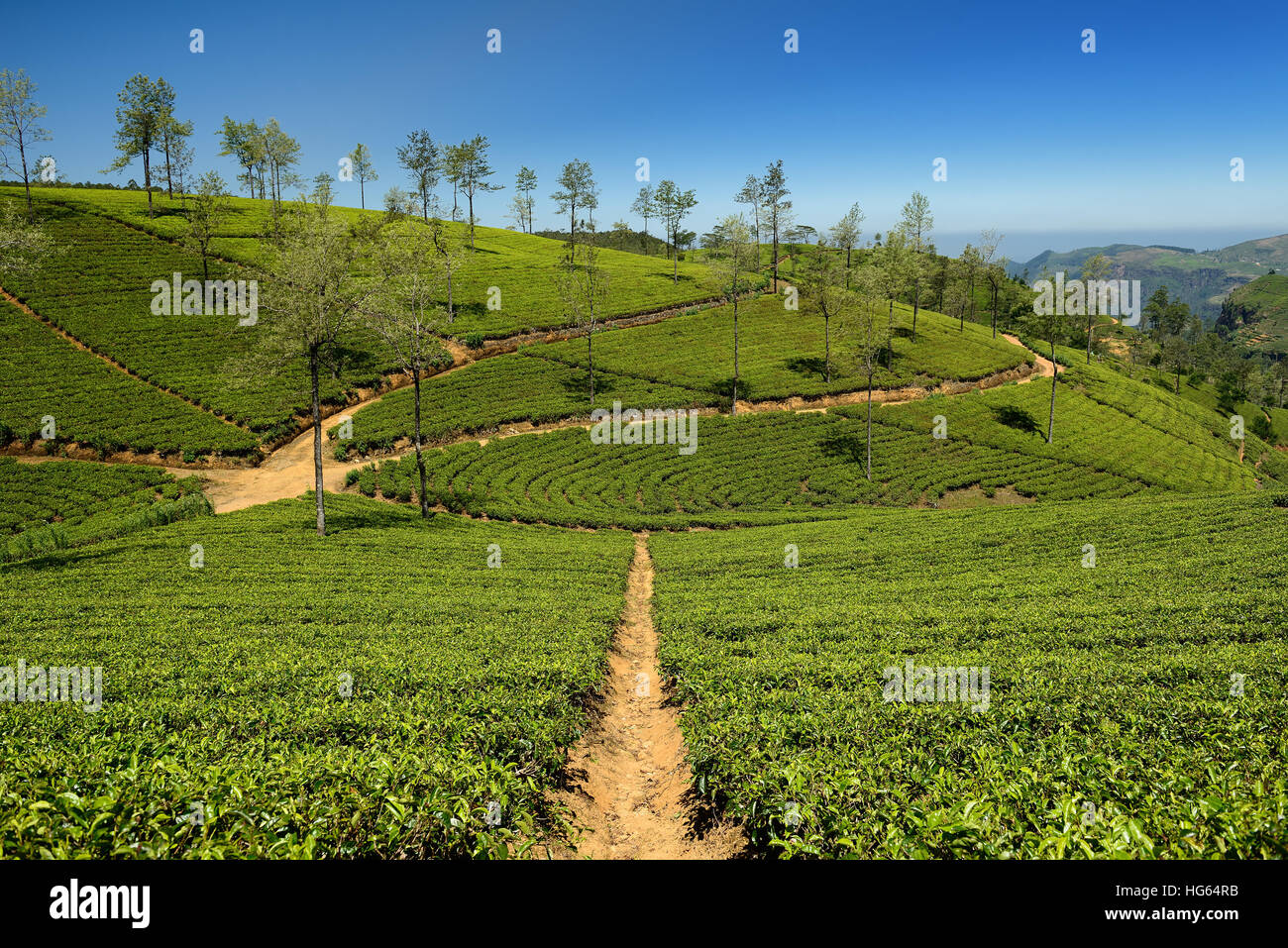 Rows of green tea bushes stretching across a terraced hillside plantation in the hill country of Sri Lanka