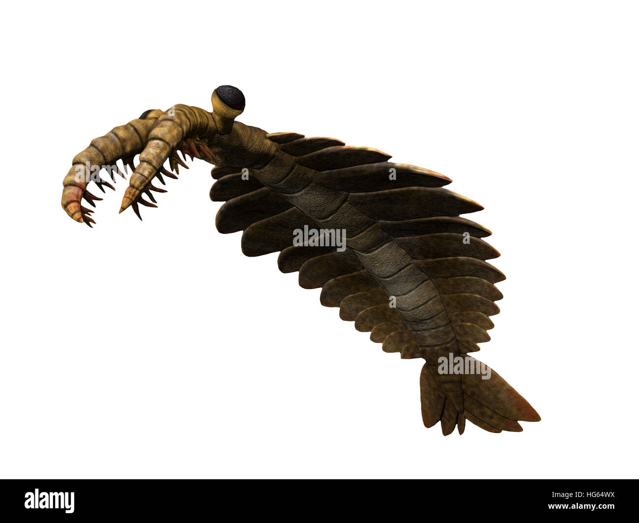 Anomalocaris is an arthropod from the Cambrian of Canada. Stock Photo