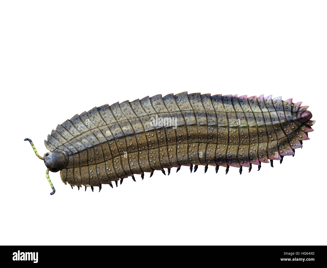 Arthropleura is an extinct millipede from the Late Carboniferous of Europe. Stock Photo