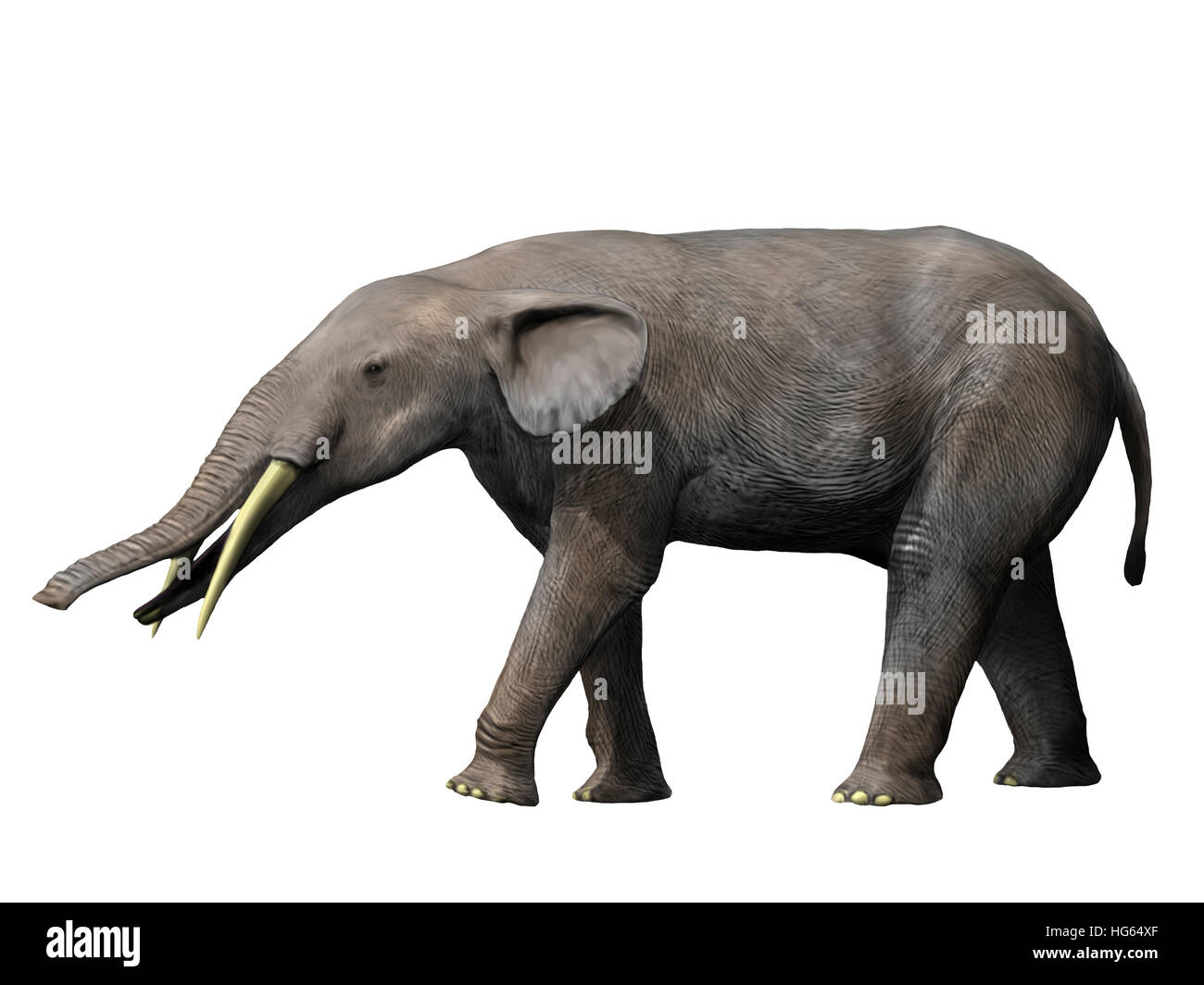 Gomphotherium angustidens from the Miocene epoch of Europe. Stock Photo