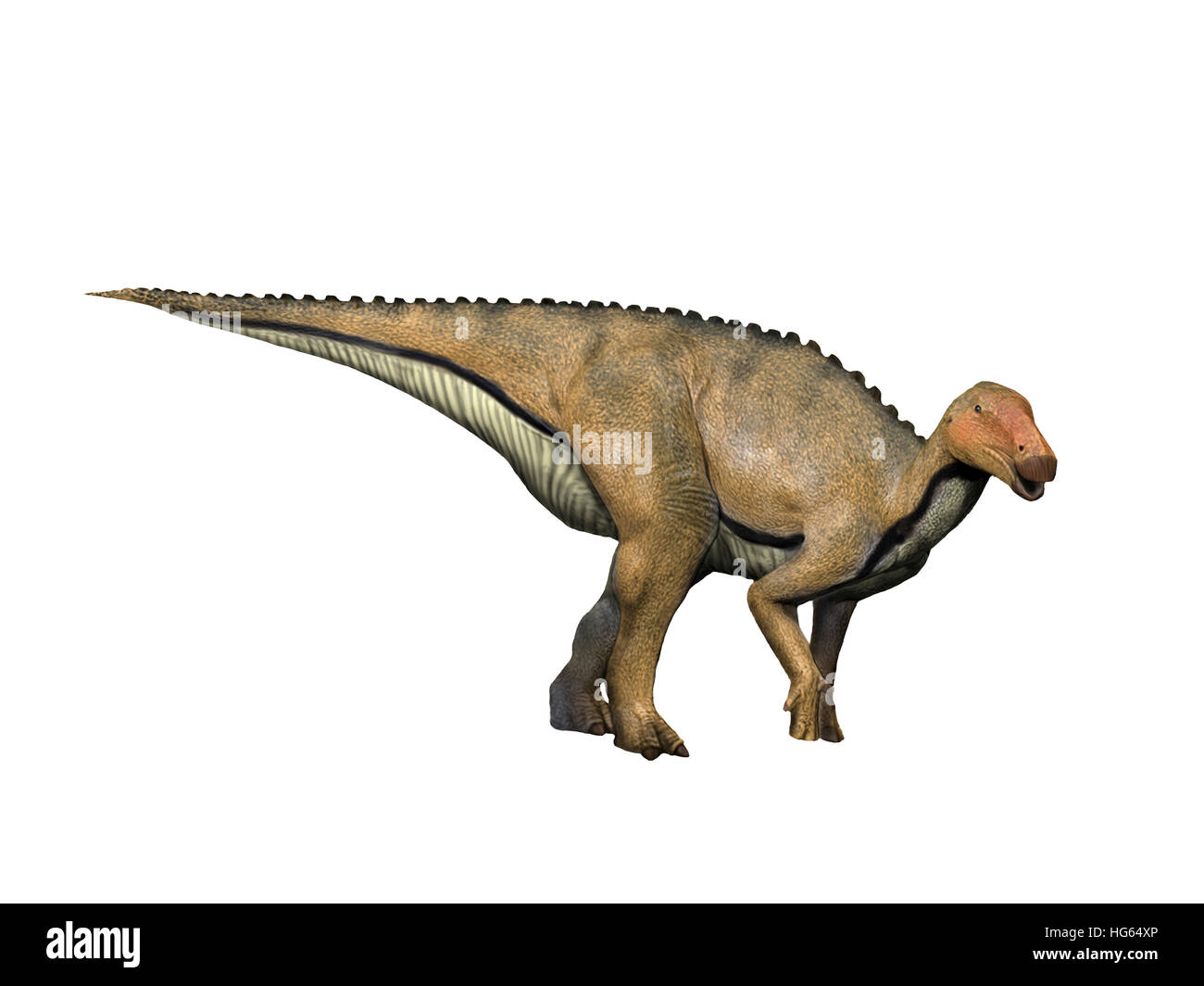 Koshisaurus is an ornithopod from the Early Cretaceous of Japan. Stock Photo