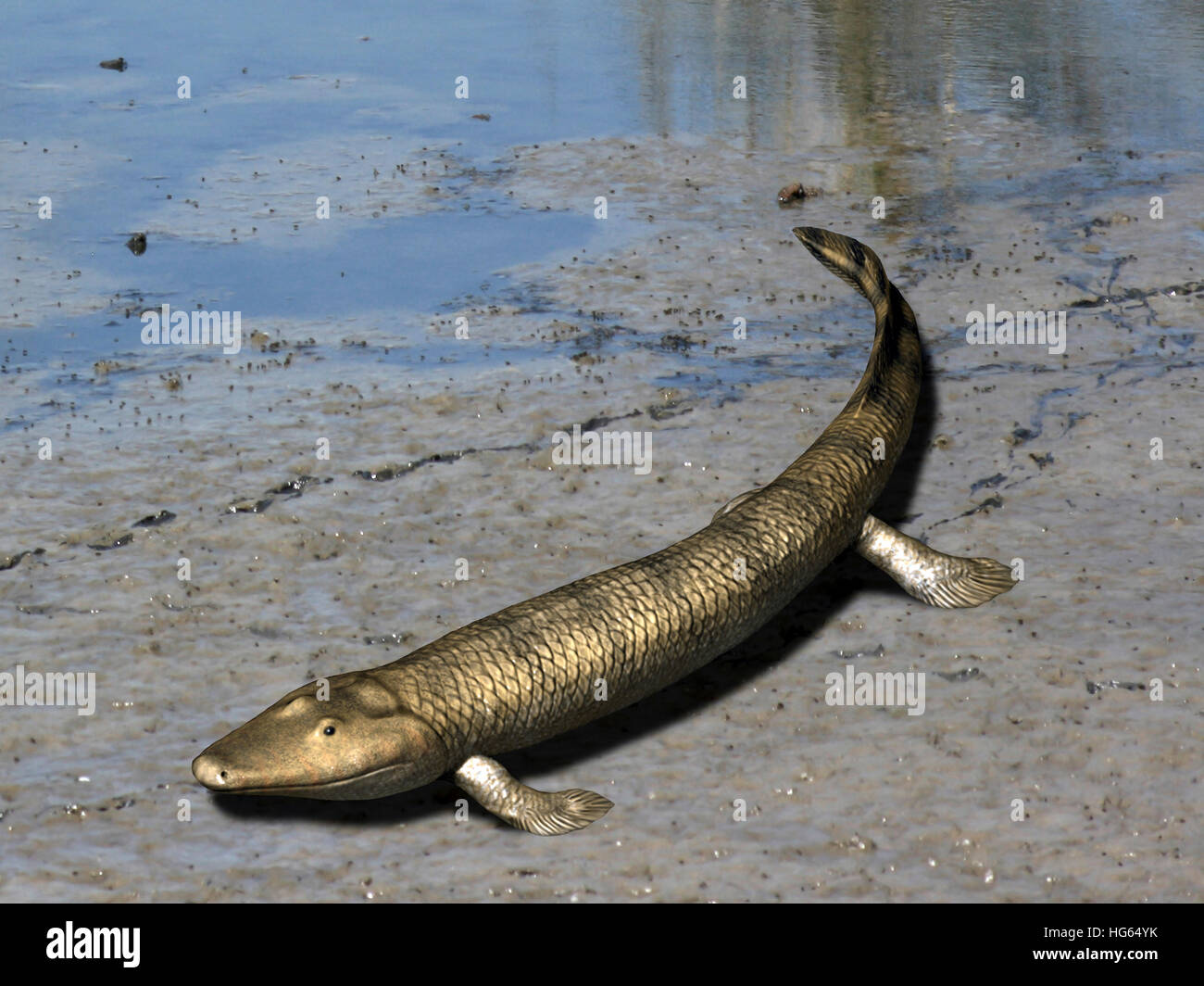 Tiktaalik is an extinct lobe-finned fish from the Late Devonian of Canada. Stock Photo