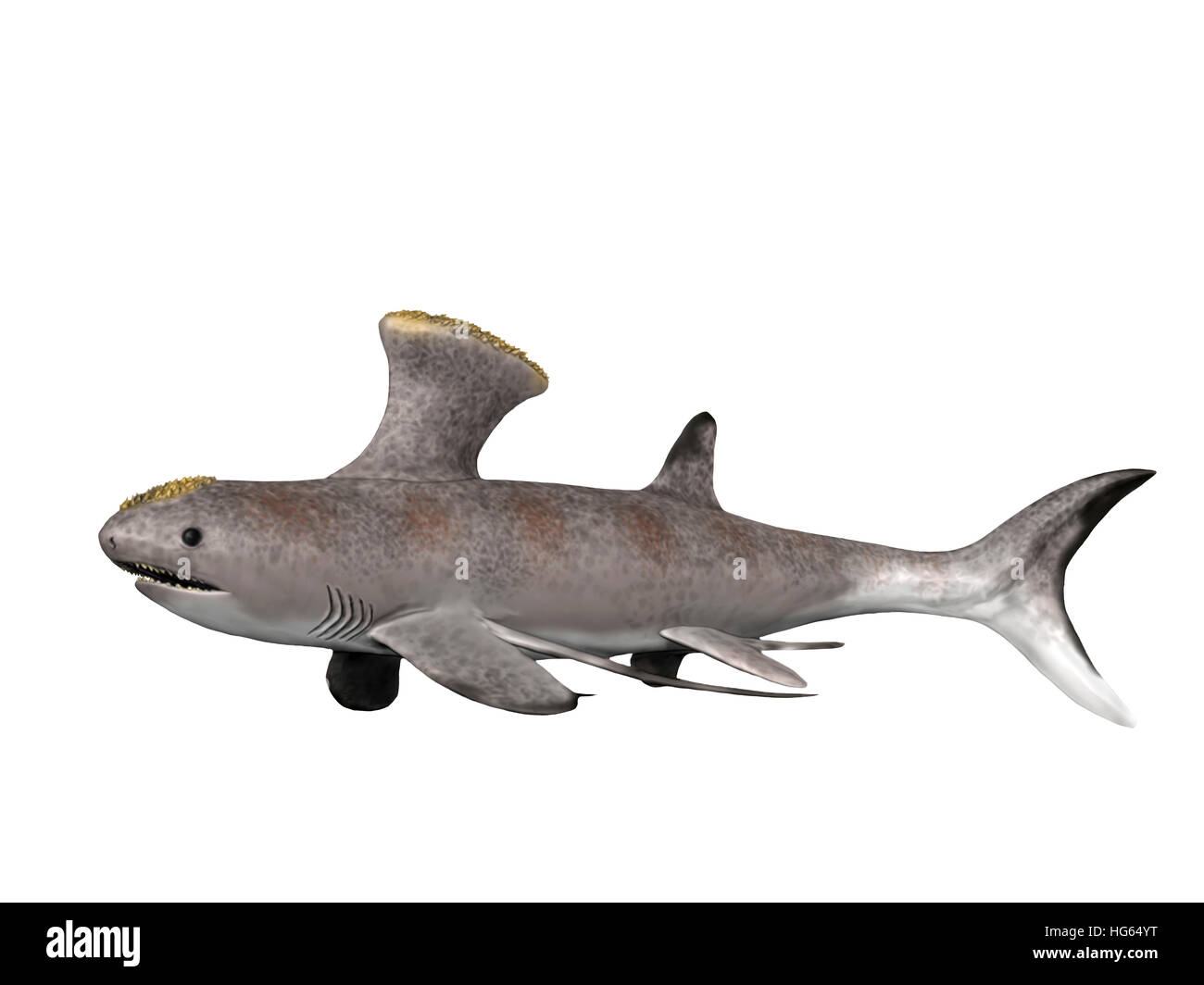 Akmonistion is an extinct shark from the Early Carboniferous period. Stock Photo