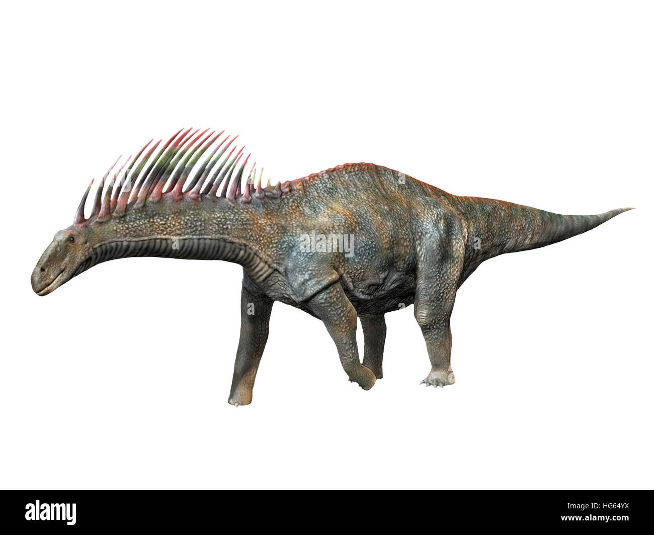 Amargasaurus is a sauropod dinosaur from the Early Cretaceous period. Stock Photo