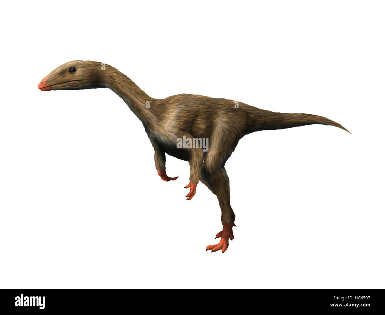 Dracoraptor is a carnivorous theropod from the Early Jurassic period. Stock Photo
