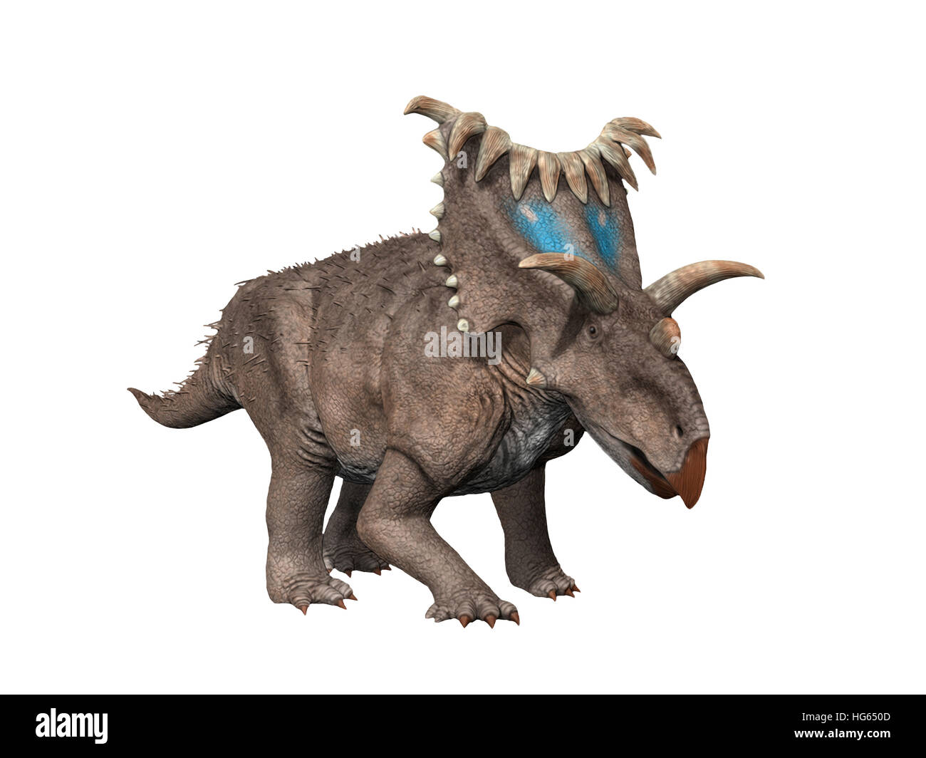 Kosmoceratops is a ceratopsian dinosaur from the Late Cretaceous period. Stock Photo