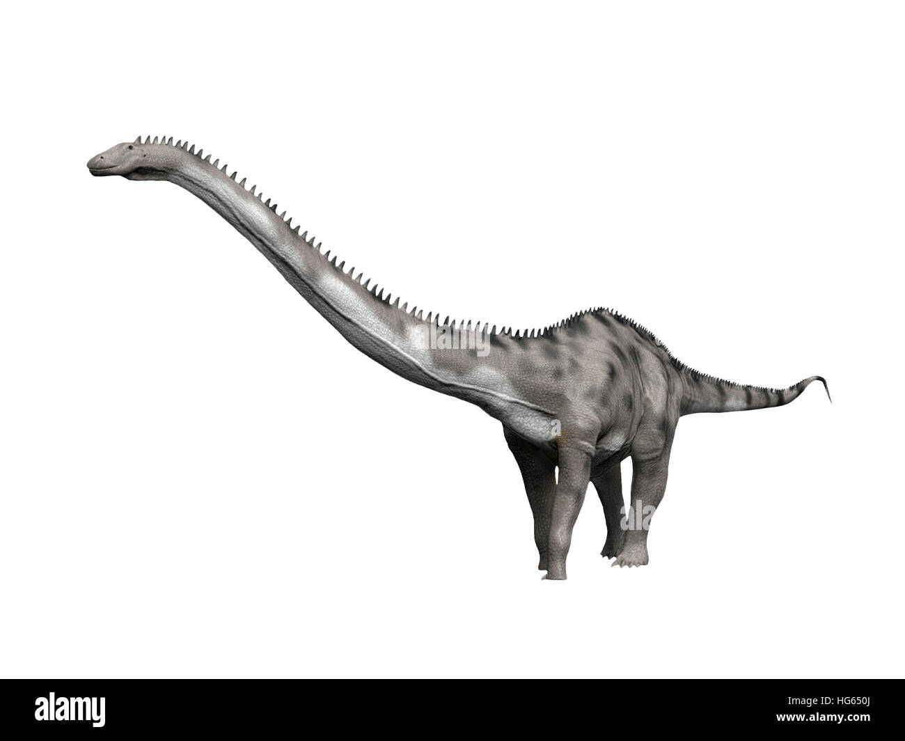 Diplodocus hallorum is a sauropod from the Late Jurassic period. Stock Photo