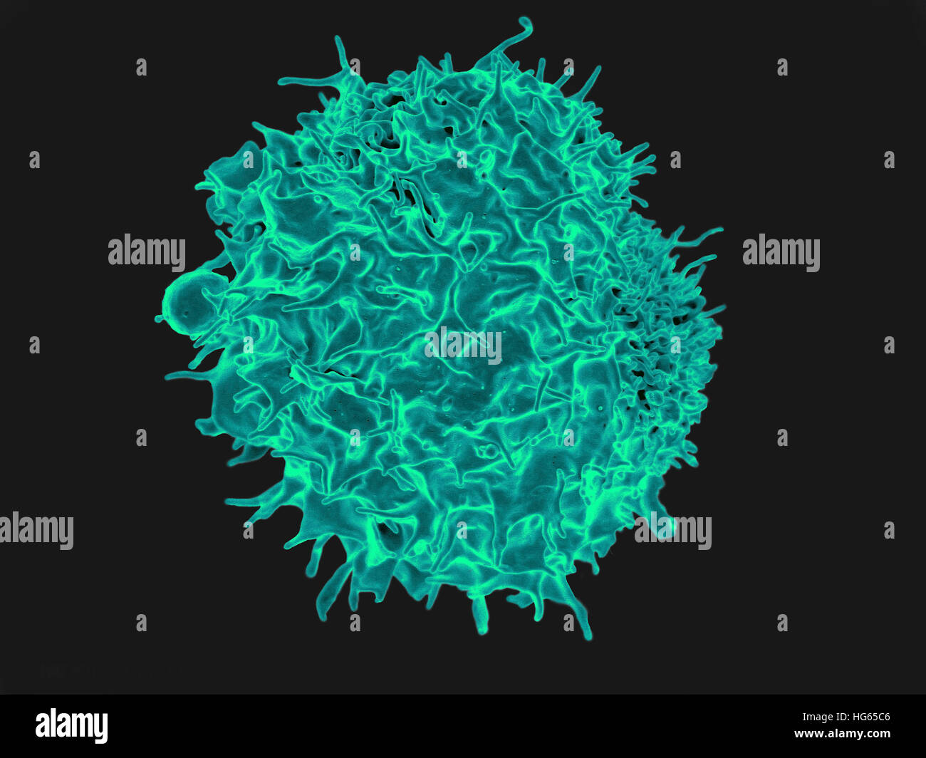 Colorized scanning electron micrograph of a T lymphocyte. Stock Photo