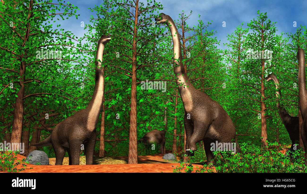 Group of Brachiosaurus dinosaurs grazing on tree tops. Stock Photo