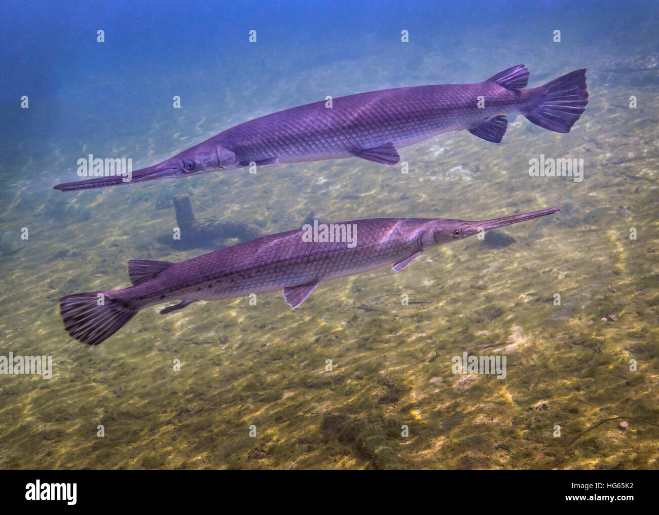A pair of large alligator gar swimming in opposite directions. Stock Photo